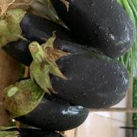 Eggplant (Pound) (Wholesale)