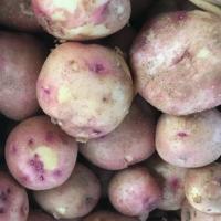 Potatoes, Kennebec (Pound) (Wholesale)