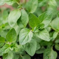 Oregano (Bunch)