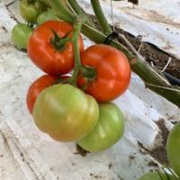 Tomatoes, Ripe Slicer (Each)