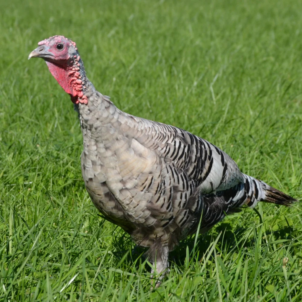 2026 Pastured Poultry / Duck / Turkey Deposit (Each)