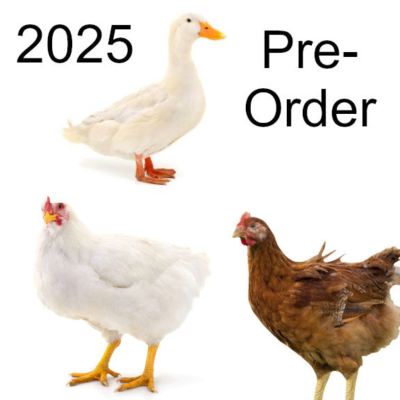 2025 Pastured Poultry / Duck Deposit (Each)