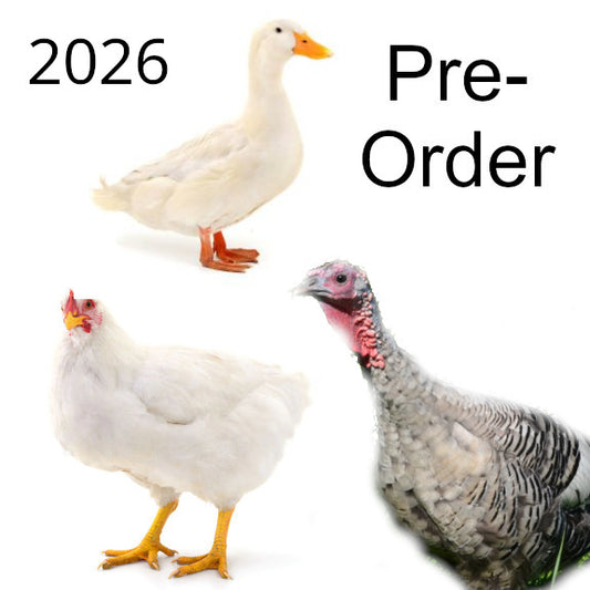 2026 Pastured Poultry / Duck / Turkey Deposit (Each)